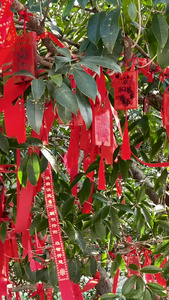 中国农历新年挂满祈福树枝头的祈福带视频素材中国风视频