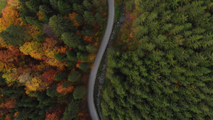 秋天的多彩森林俯瞰航拍15秒视频