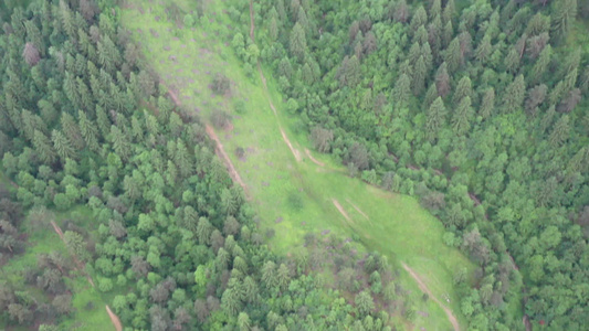 从上方查看的绿色牧场和林树,夏季空中观察视频