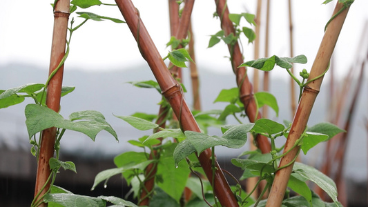 花园藤曼种植视频