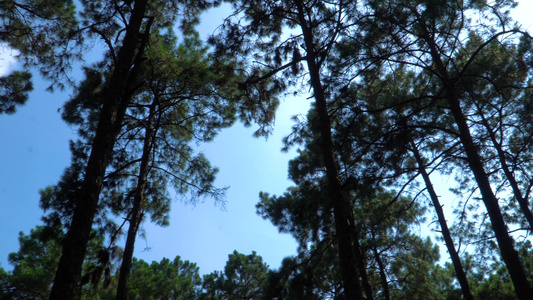夏天的松树林视频