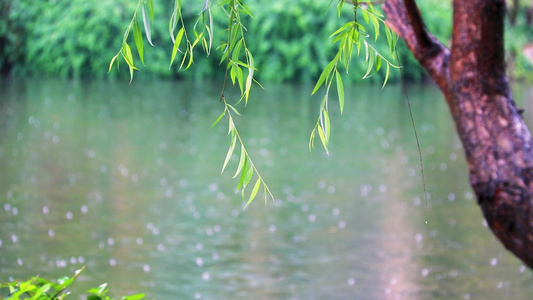 自然风光森林绿植视频