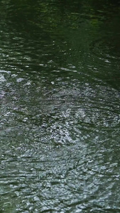 下雨的湖面泛起涟漪视频