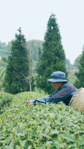 实拍茶园采茶的茶农老人视频素材雨前茶视频