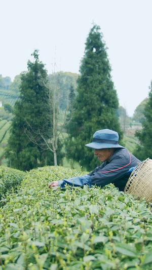 实拍茶园采茶的茶农老人视频素材雨前茶46秒视频