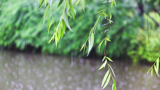 人工湖春天春雨柳树视频