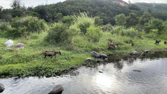 羊吃草自然风景4K实拍视频视频
