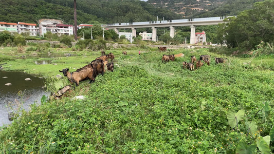 羊吃草自然风景4K实拍视频视频