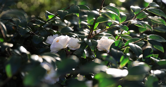 白色月季花视频