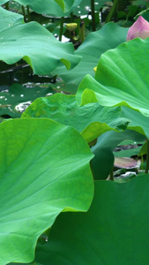 池塘里的荷花合集花骨朵视频