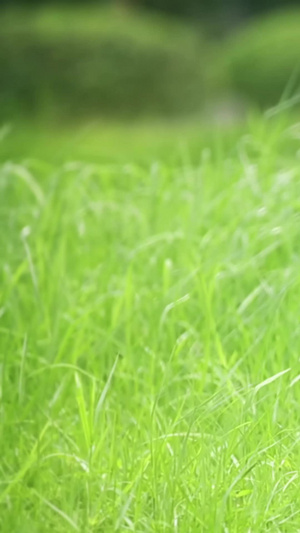 绿意盎然自然草地随风飘舞的野花14秒视频