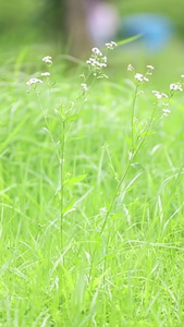 绿意盎然自然草地随风飘舞的野花视频