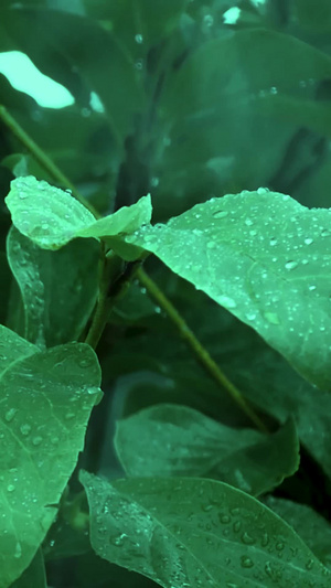 雨中绿叶15秒视频