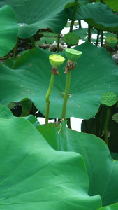 池塘里的荷花合集花骨朵视频