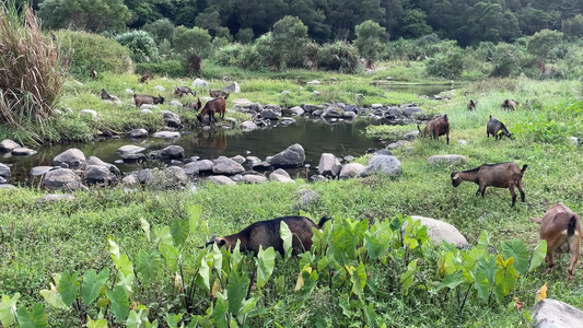 羊吃草自然风景4K实拍视频视频