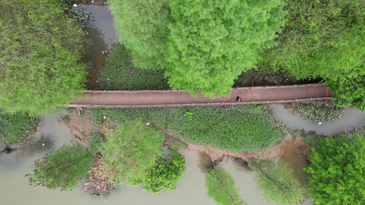 春季河边的落羽杉树航拍视频