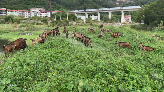 羊吃草自然风景4K实拍视频视频