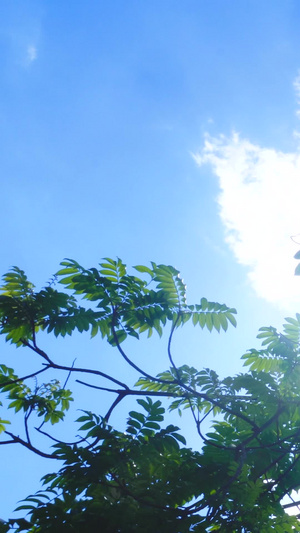蓝天阳光透射绿色树叶13秒视频