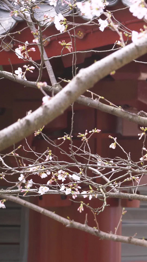 春天花期古建筑红色灯笼白色樱花素材城市宣传48秒视频