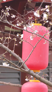春天花期古建筑红色灯笼白色樱花素材春天素材视频