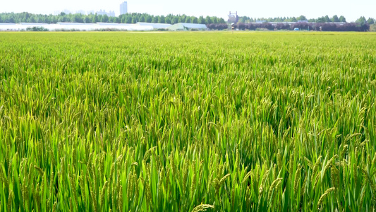 绿色生态水稻田视频