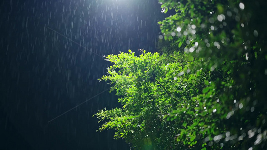 4k春雨夜雨下雨夜景空镜头视频