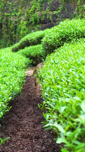 茶山合集春茶节视频