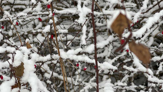 雪下的红莓 冰冻的树枝 花朵里的小树枝 红色浆果视频