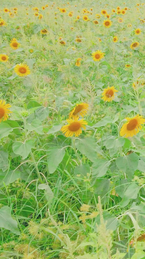 夏季向日葵花海生机勃勃28秒视频