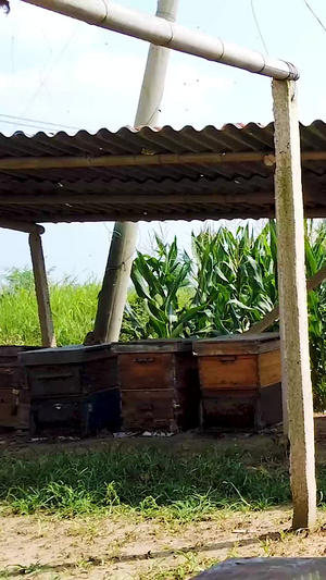 蜜蜂养殖蜜蜂管理119秒视频
