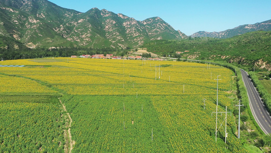 4K航拍向日葵花海田野农业种植视频