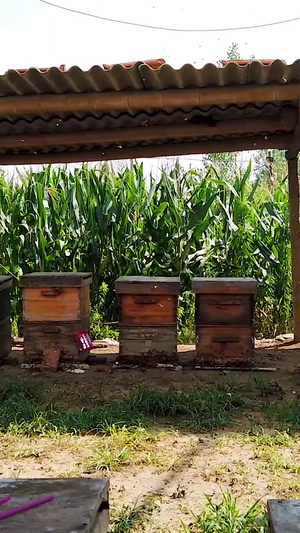 蜜蜂养殖传统养殖119秒视频