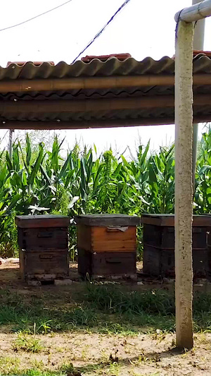 蜜蜂养殖养殖蜜蜂119秒视频
