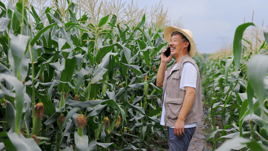 农民伯伯走在玉米地里接打电话视频