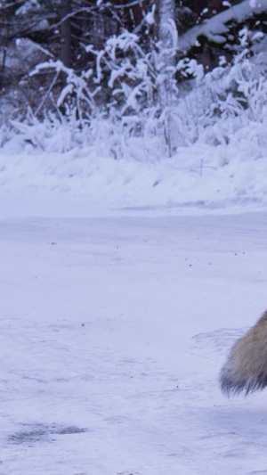 新疆喀纳斯网红小狐狸野生动物13秒视频