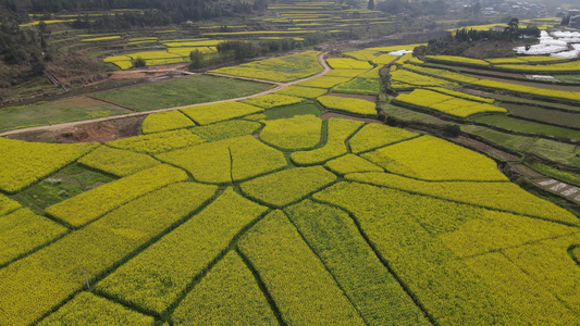 航拍乡村农业种植油菜花海油菜花田视频