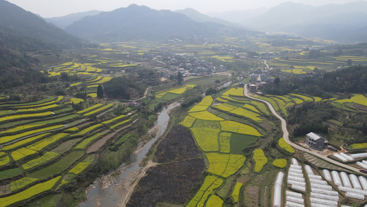 航拍乡村农业种植油菜花海油菜花田视频