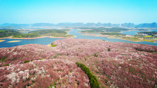 4K唯美航拍俯瞰贵州平坝樱花园生态环境风景视频