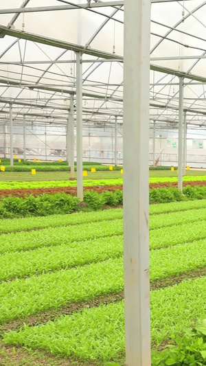 蔬菜培育大棚农作物25秒视频