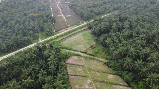 在种植园建造的电线塔视频