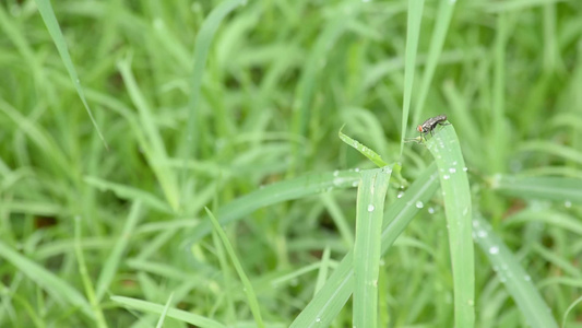 草地上的苍蝇和雨水滴子视频