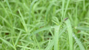 草地上的苍蝇和雨水滴子16秒视频
