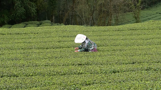 茶叶茶绿茶采茶茶山春茶茶园视频