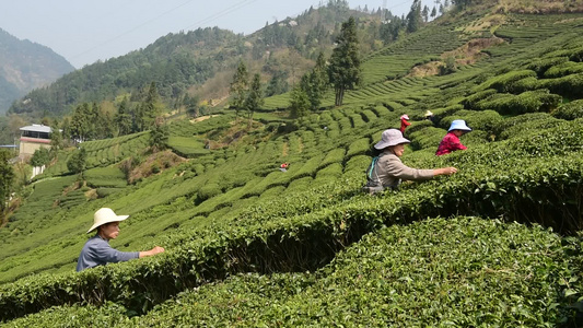 茶叶茶绿茶采茶茶山春茶茶园视频