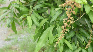 桂花树18秒视频