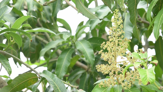 芒果树或曼吉法拉因迪卡的白花 在风和小昆虫中摇摆视频