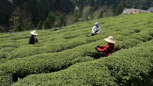 茶叶茶绿茶采茶茶山春茶茶园视频