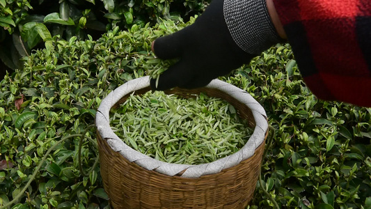 茶叶茶绿茶采茶茶山春茶茶园视频