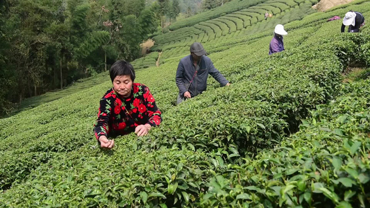 茶叶茶绿茶采茶茶山春茶茶园视频