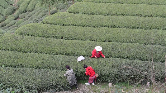 茶叶茶绿茶采茶茶山春茶茶园视频